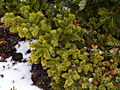 Abies nordmanniana Monsterland IMG_4813 Jodła kaukaska